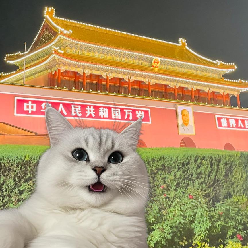 可能认识的猫