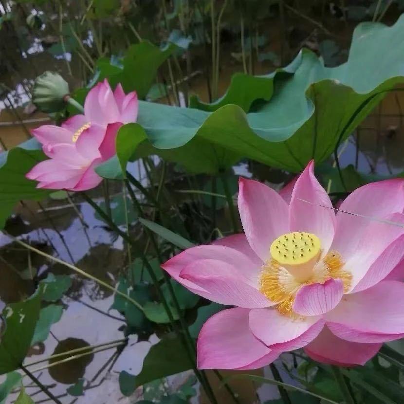 花开富贵.