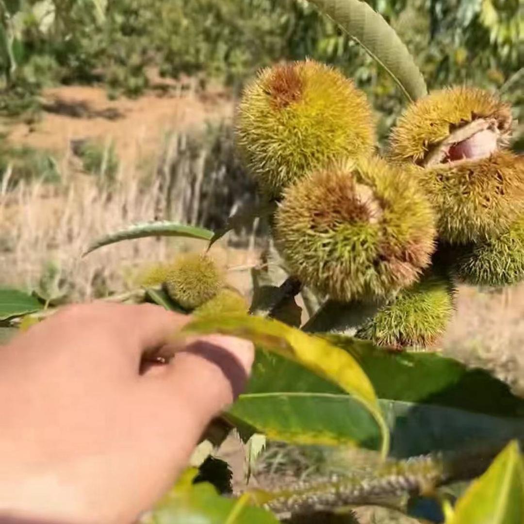 闽农精选