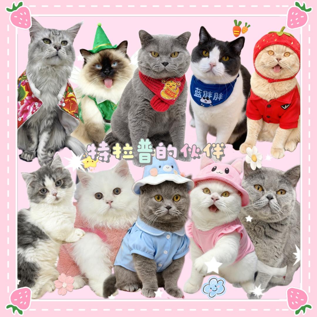 特拉普是只猫吖！