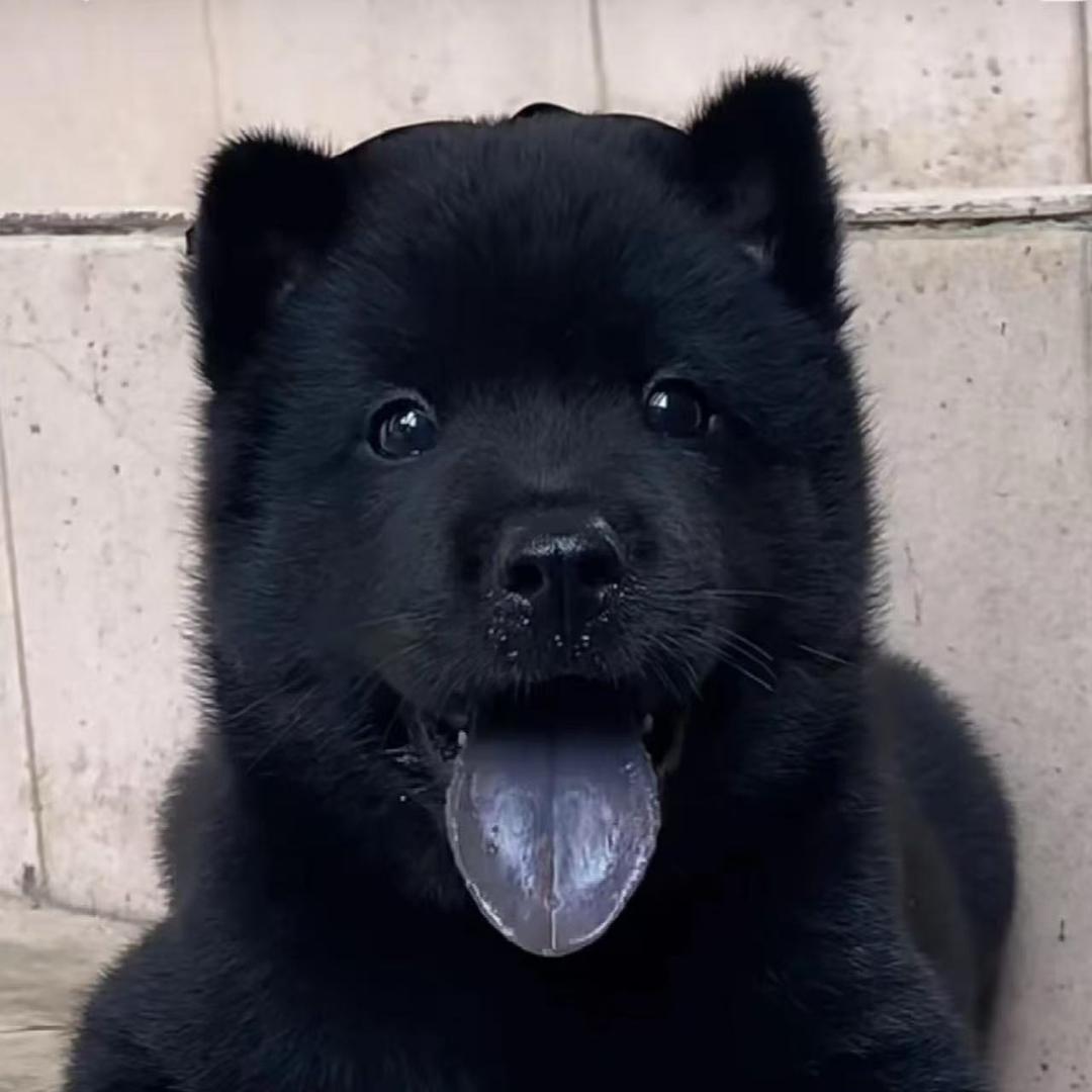 五黑犬-