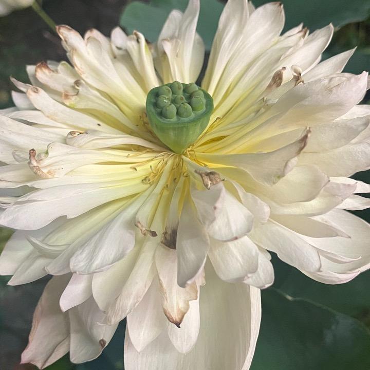 菲老师