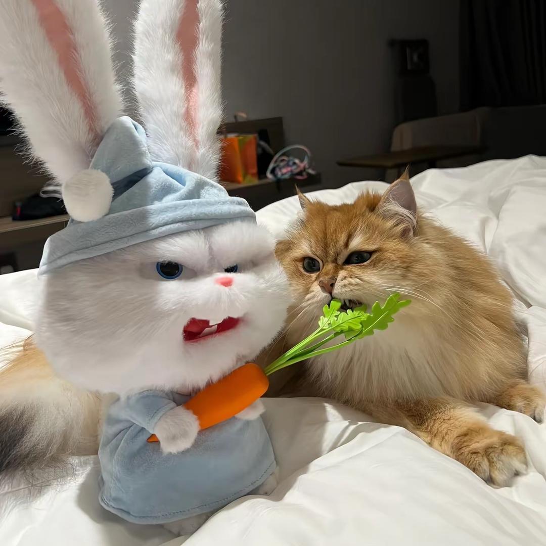 oi🐈🏘️