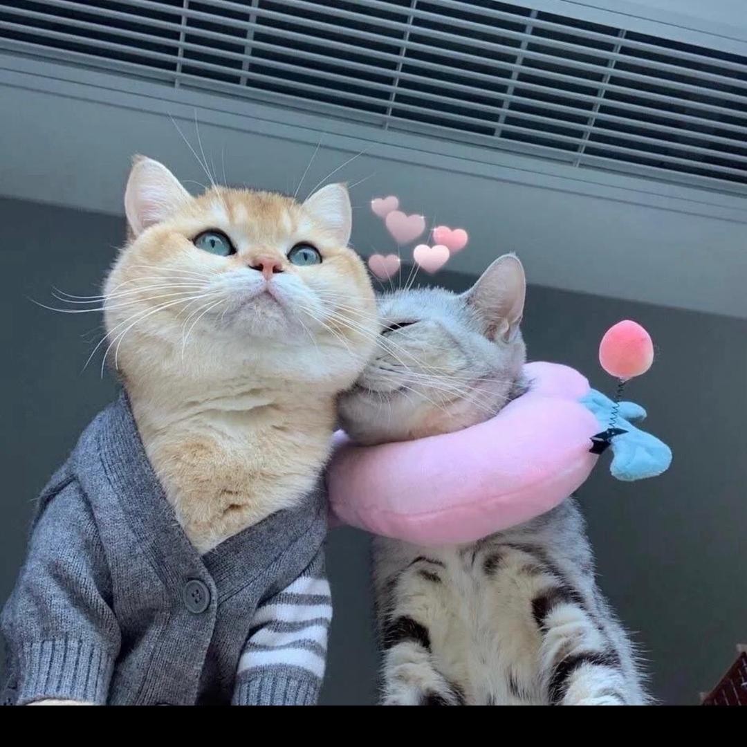 圆圆是只夜猫子