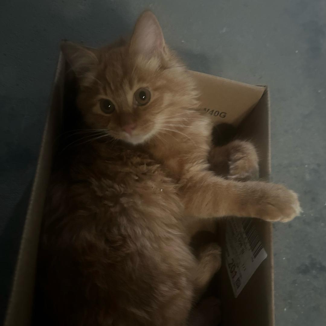 红牛