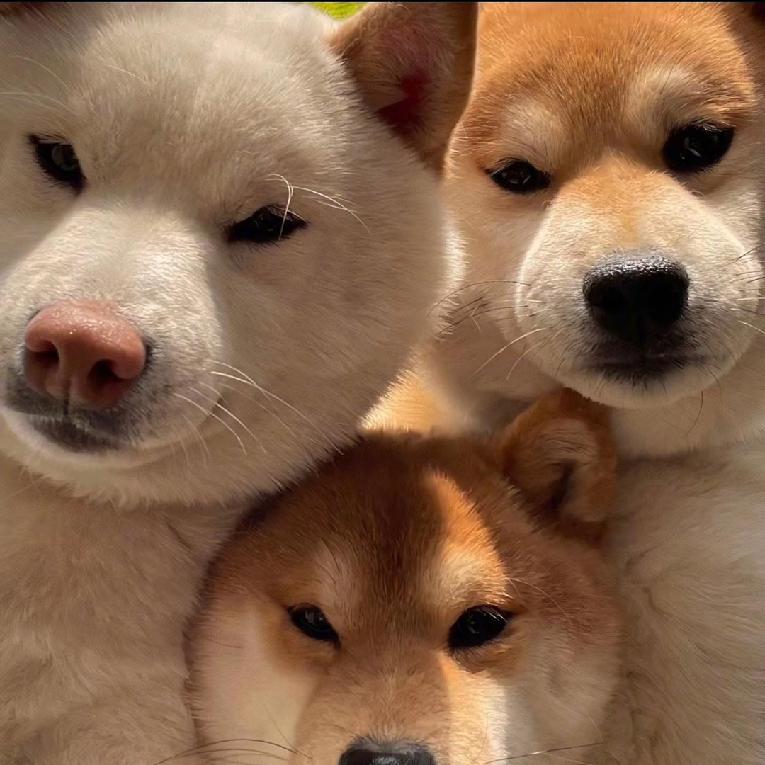 萌宠出道