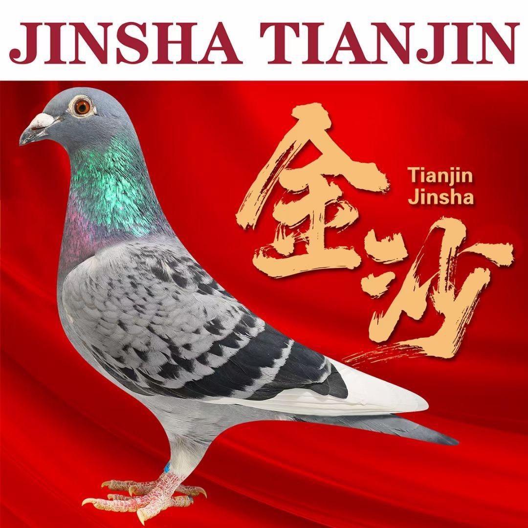 金沙信鸽-岚岚