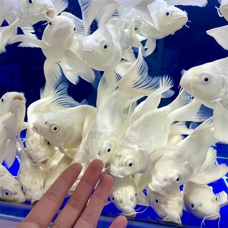 沅沅蝴蝶鲤
