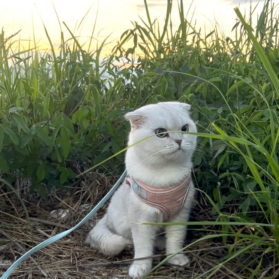 西红柿🍅