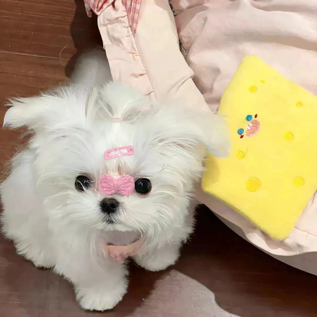 软糖.