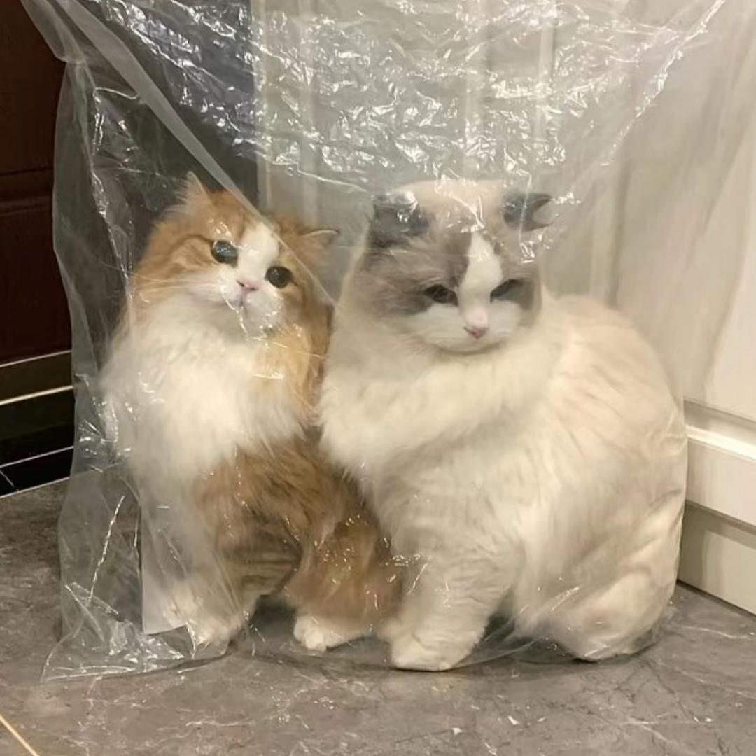 倒霉鱼蛋.