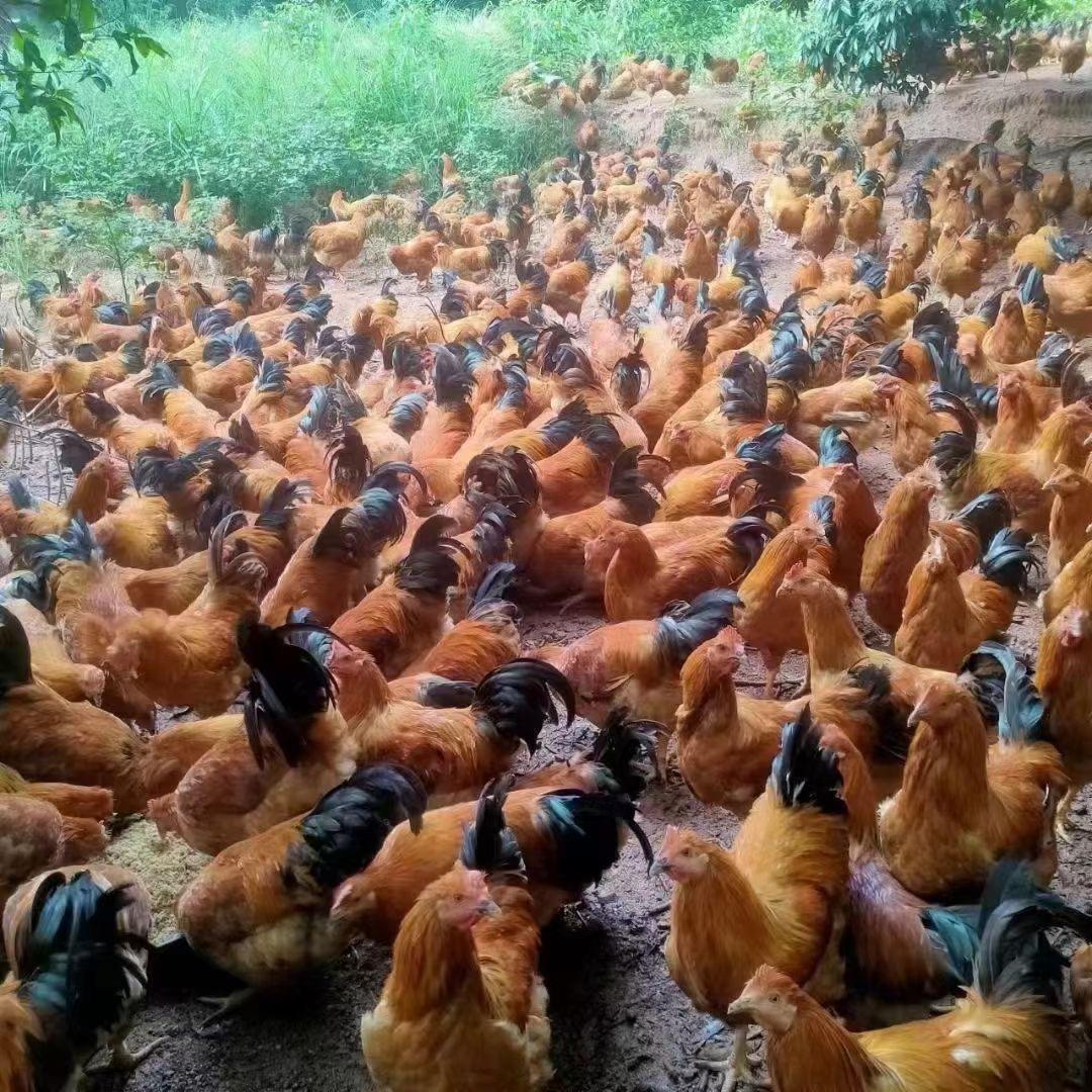 肥龙一号⁰⁰¹