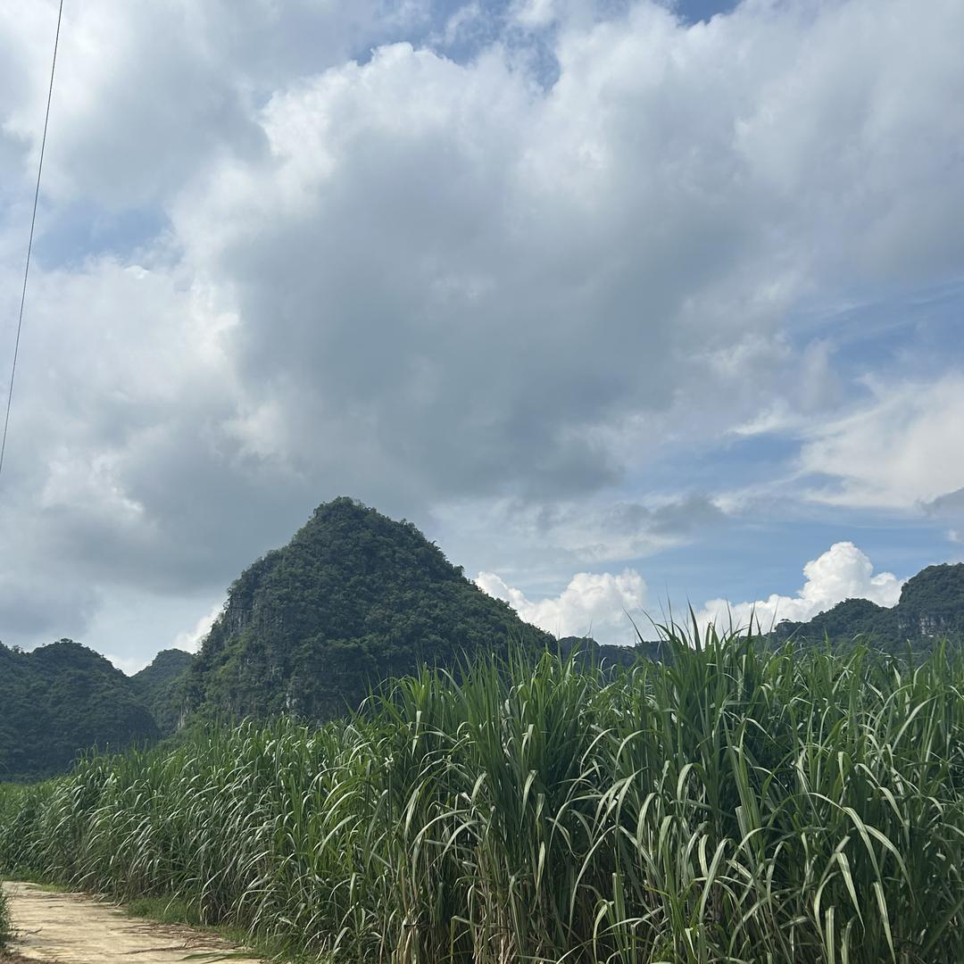 科瑞农业-蔗间甜野