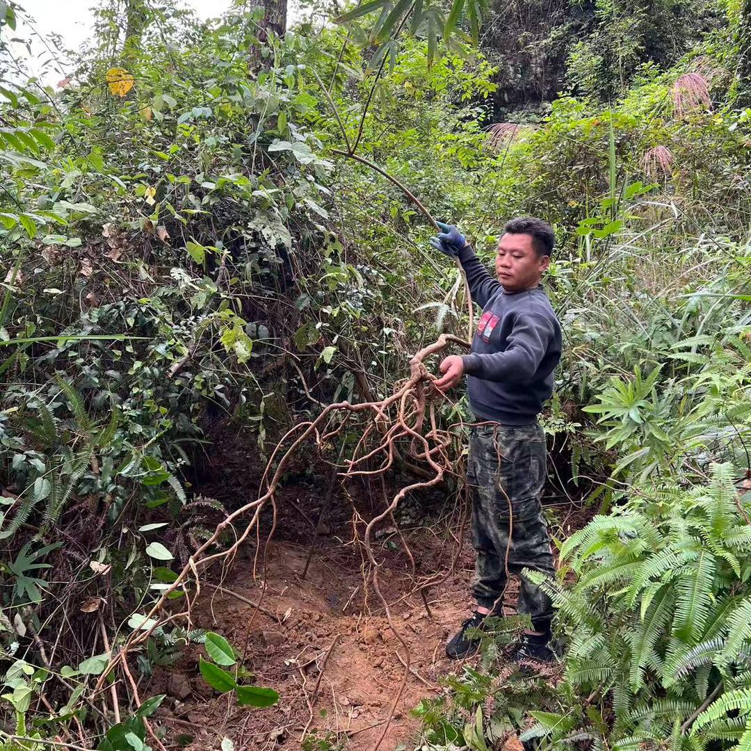 阳仔农产品山货