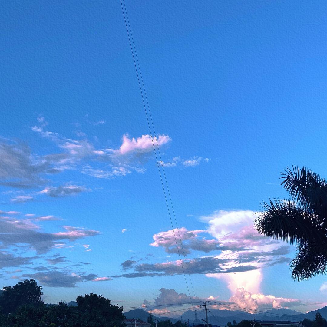 🌵