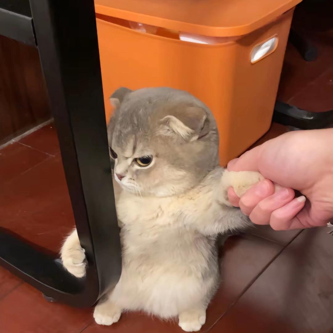 薯条不蘸酱🍟