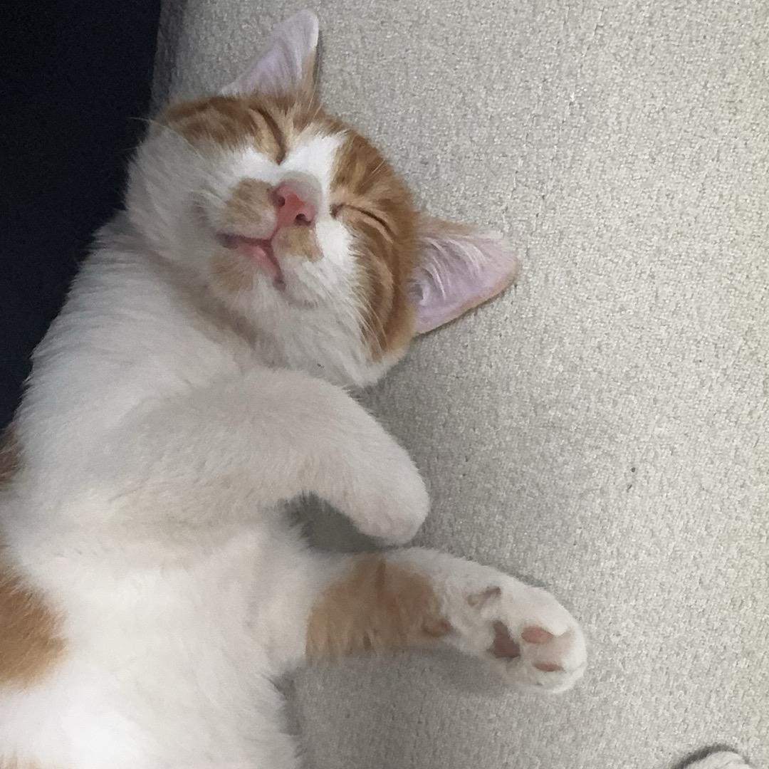 缘情.