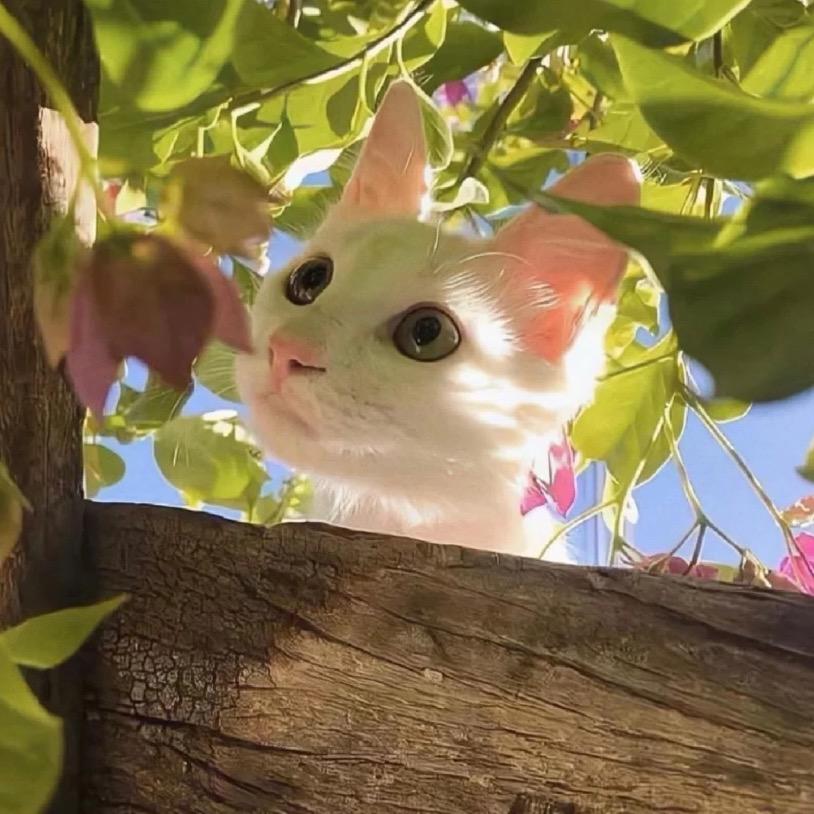 阿猫