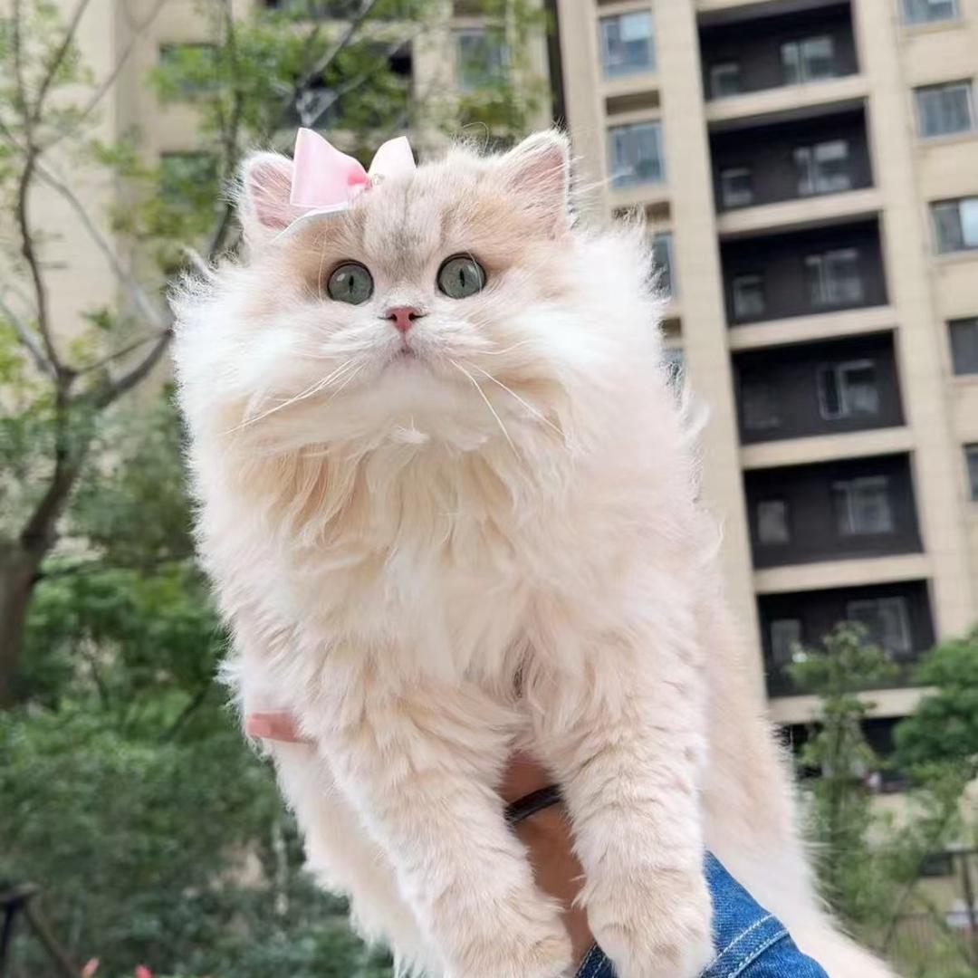 猫舍小助理