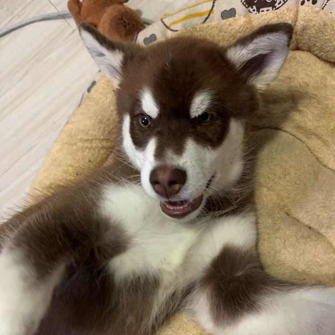 nuoodles仔仔