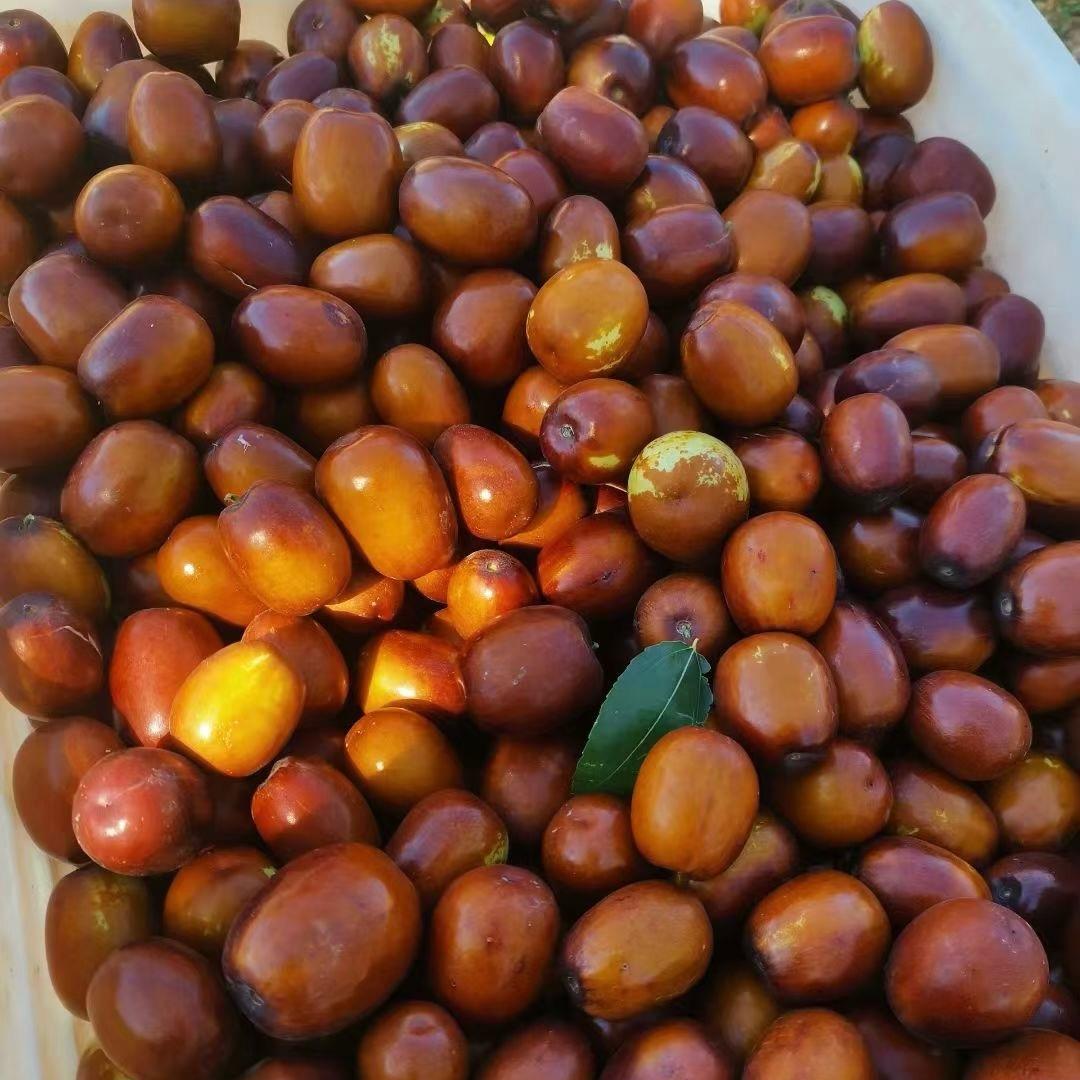行唐大枣