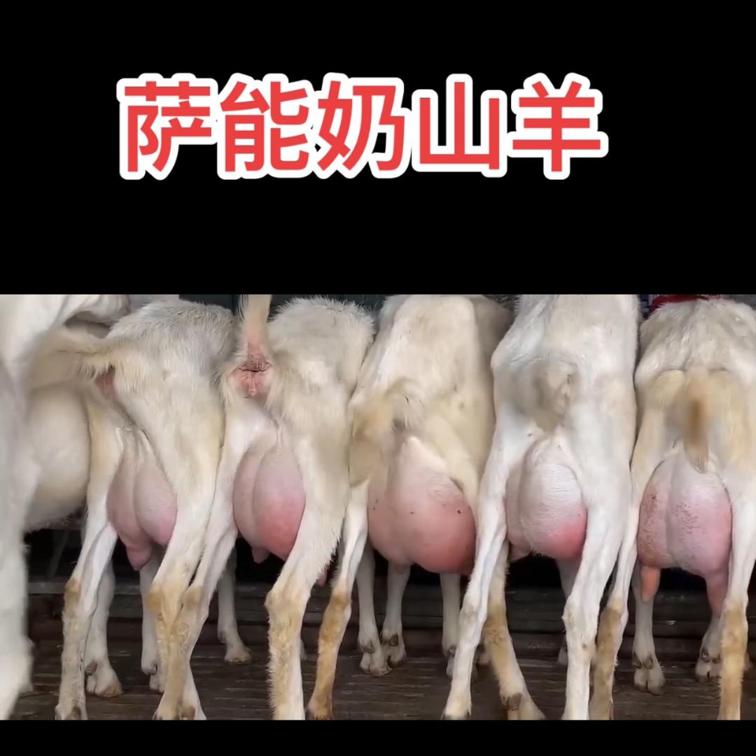 农村养羊妹子