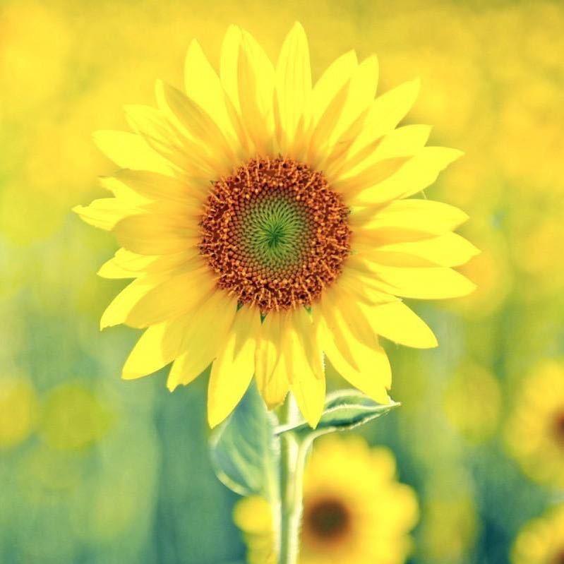 向日葵🍀大脸猫🌻🌻