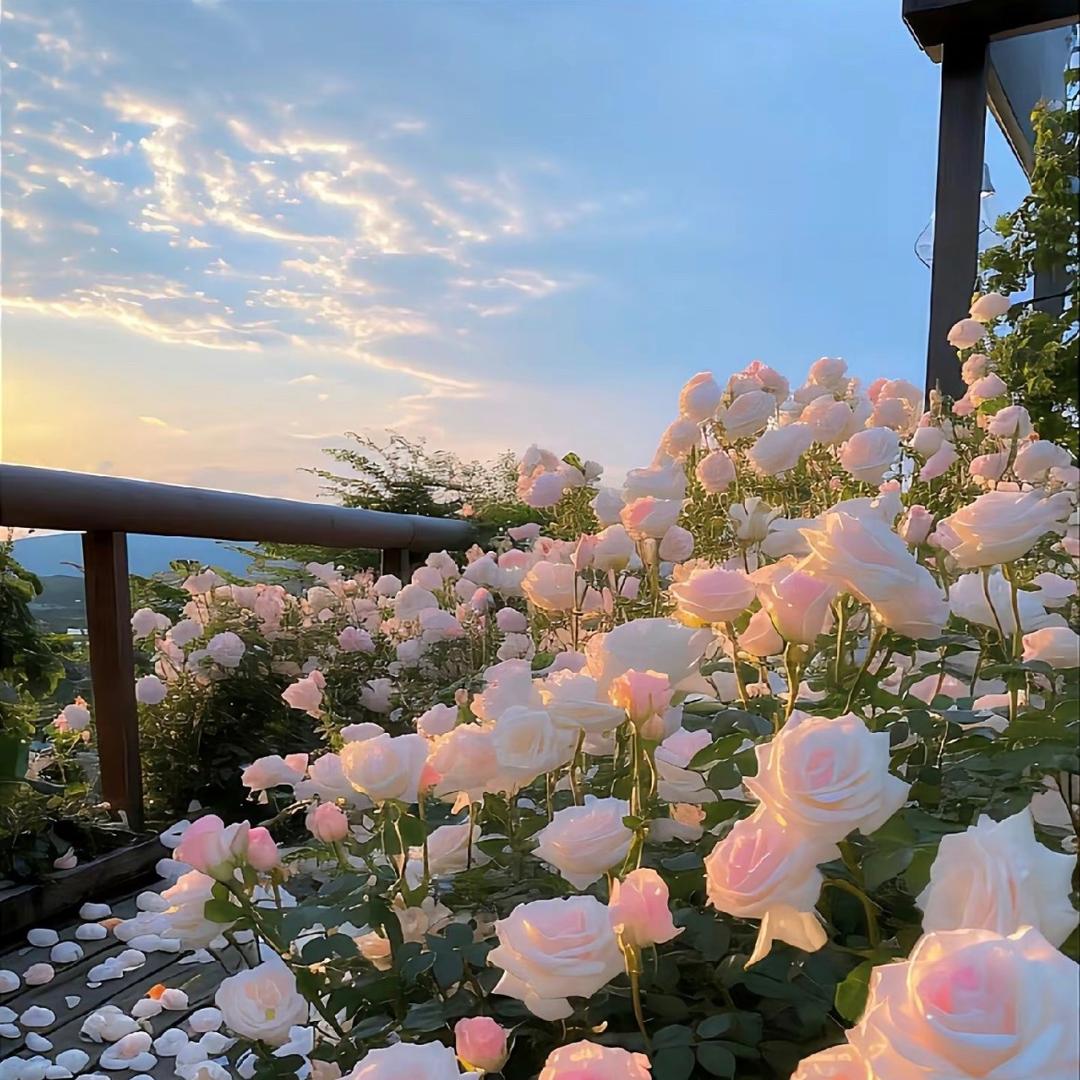 被太阳选中的人注定不会白