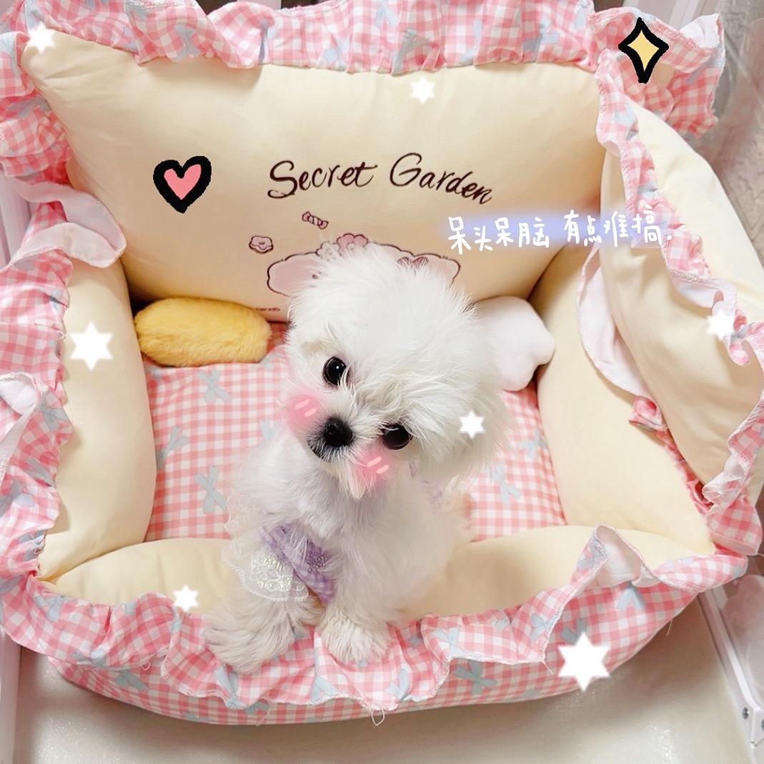 一只小崽崽🐶