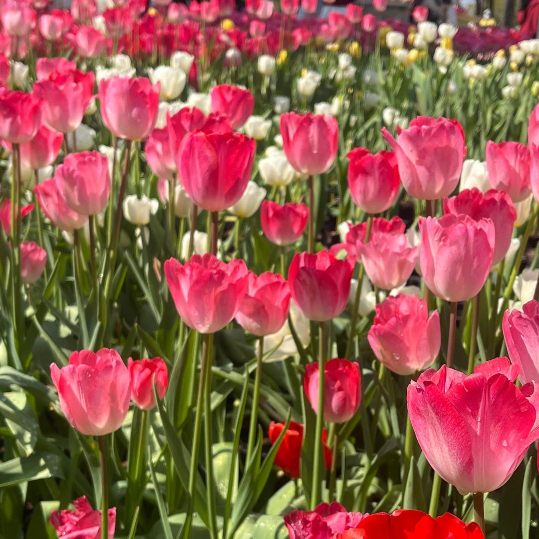 东山岛吃喝玩乐🏖️🐠
