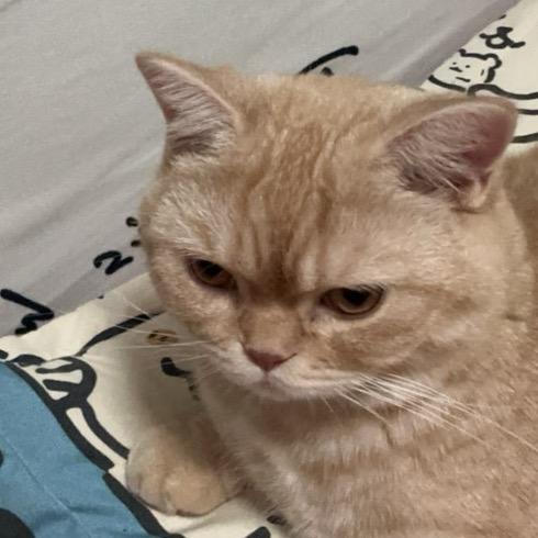 银子熬夜不头秃