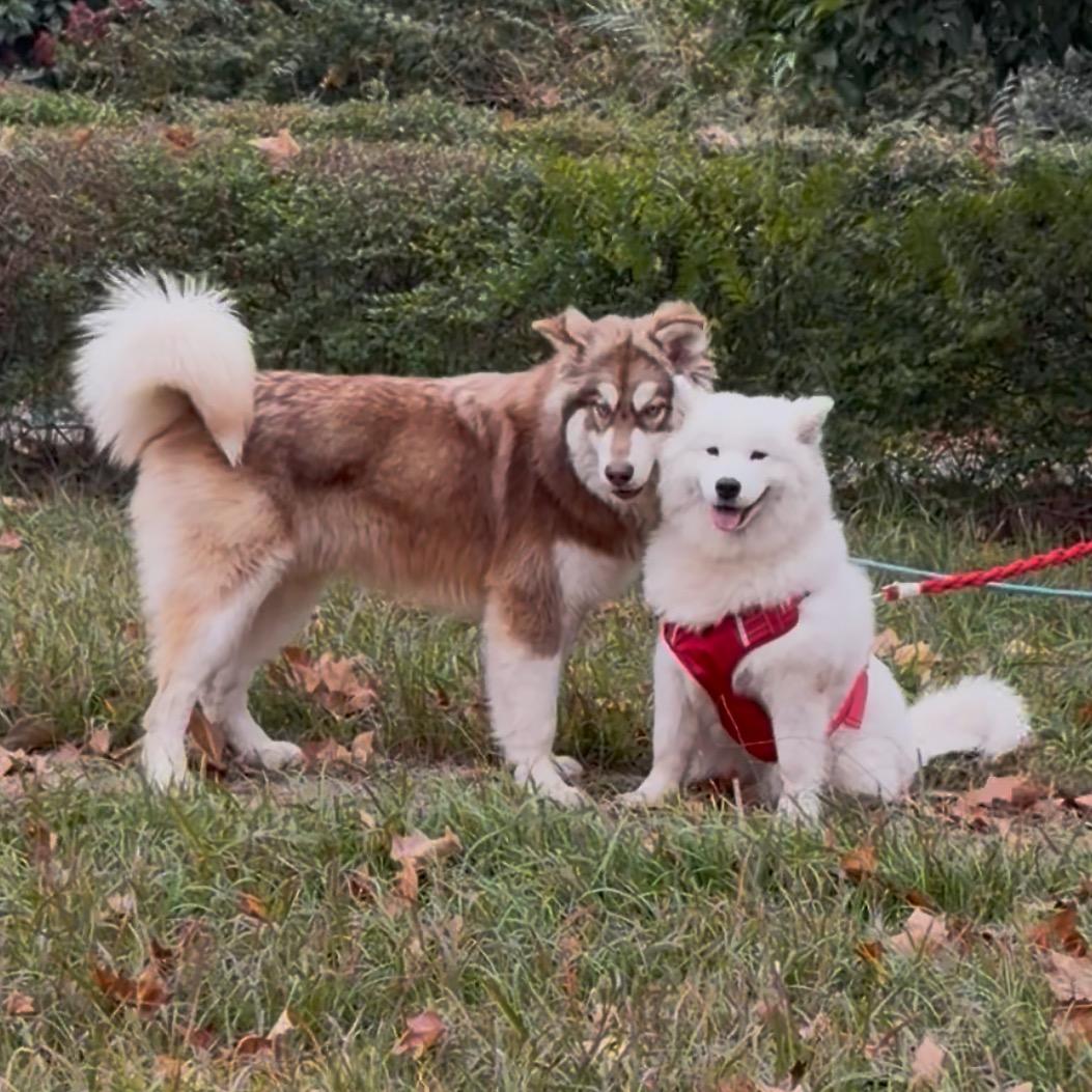 大傻脸上有点斑