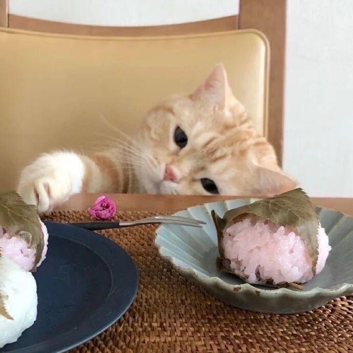 猫猫漫剧头像