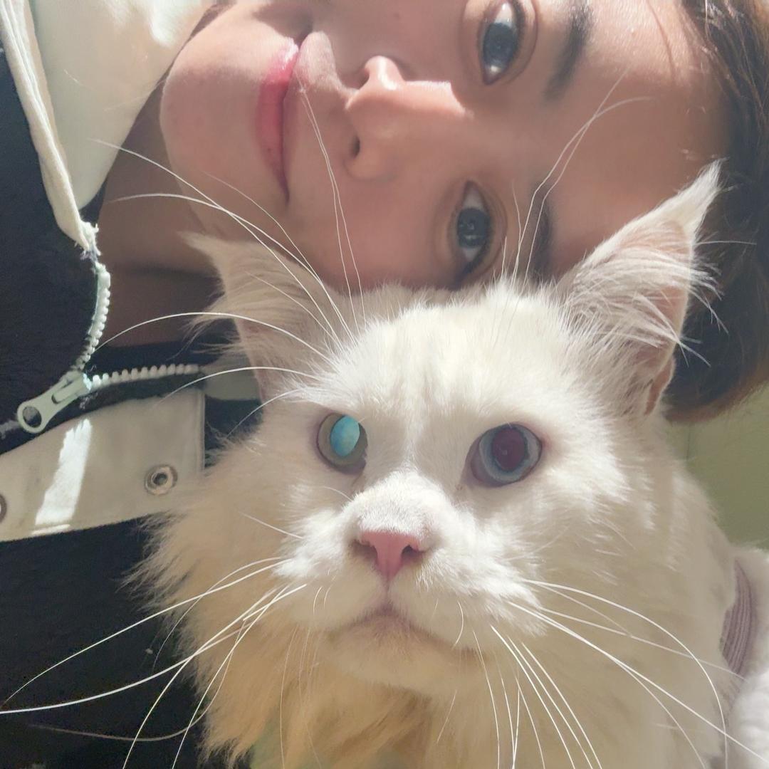 耶耶耶女士(我有缅因）