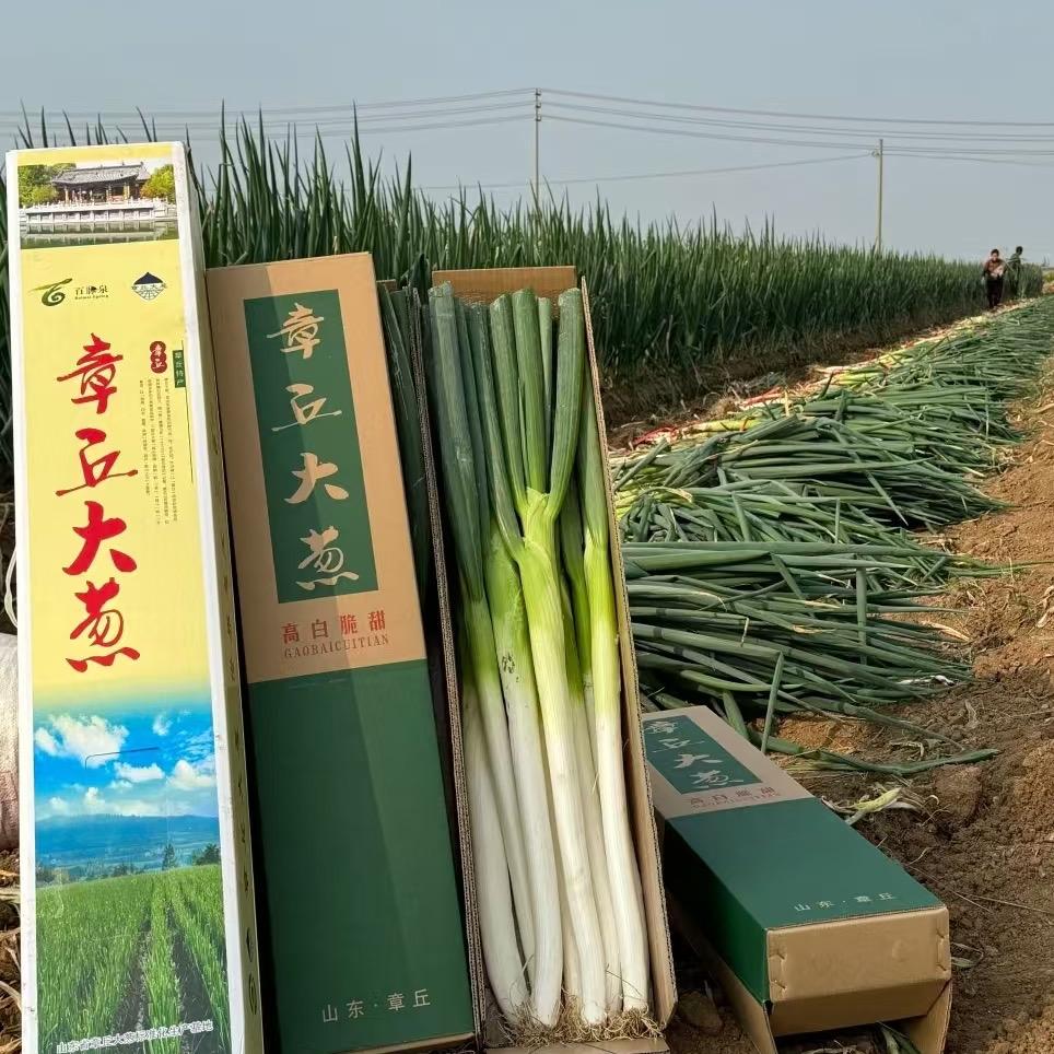 章丘四季鲜葱