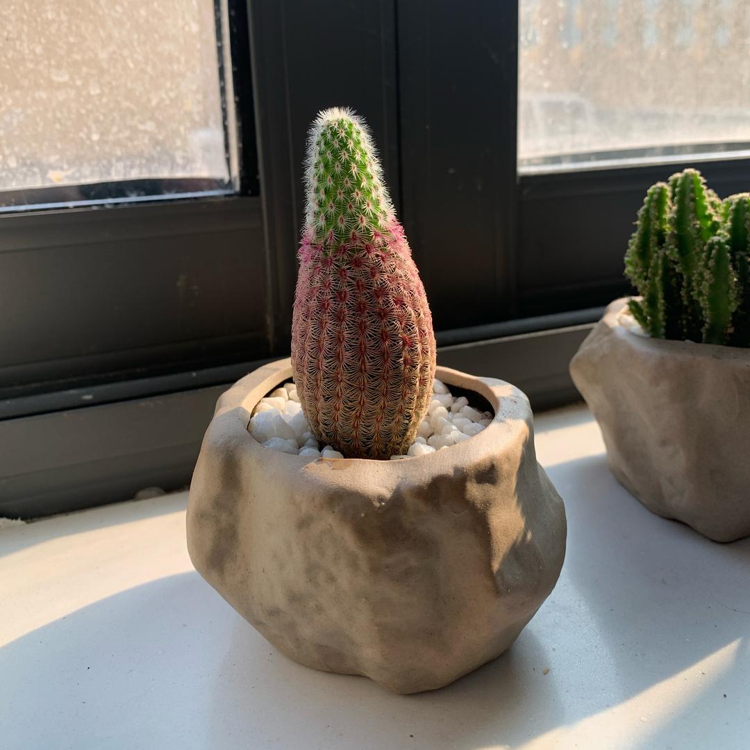 拿铁的铁💗