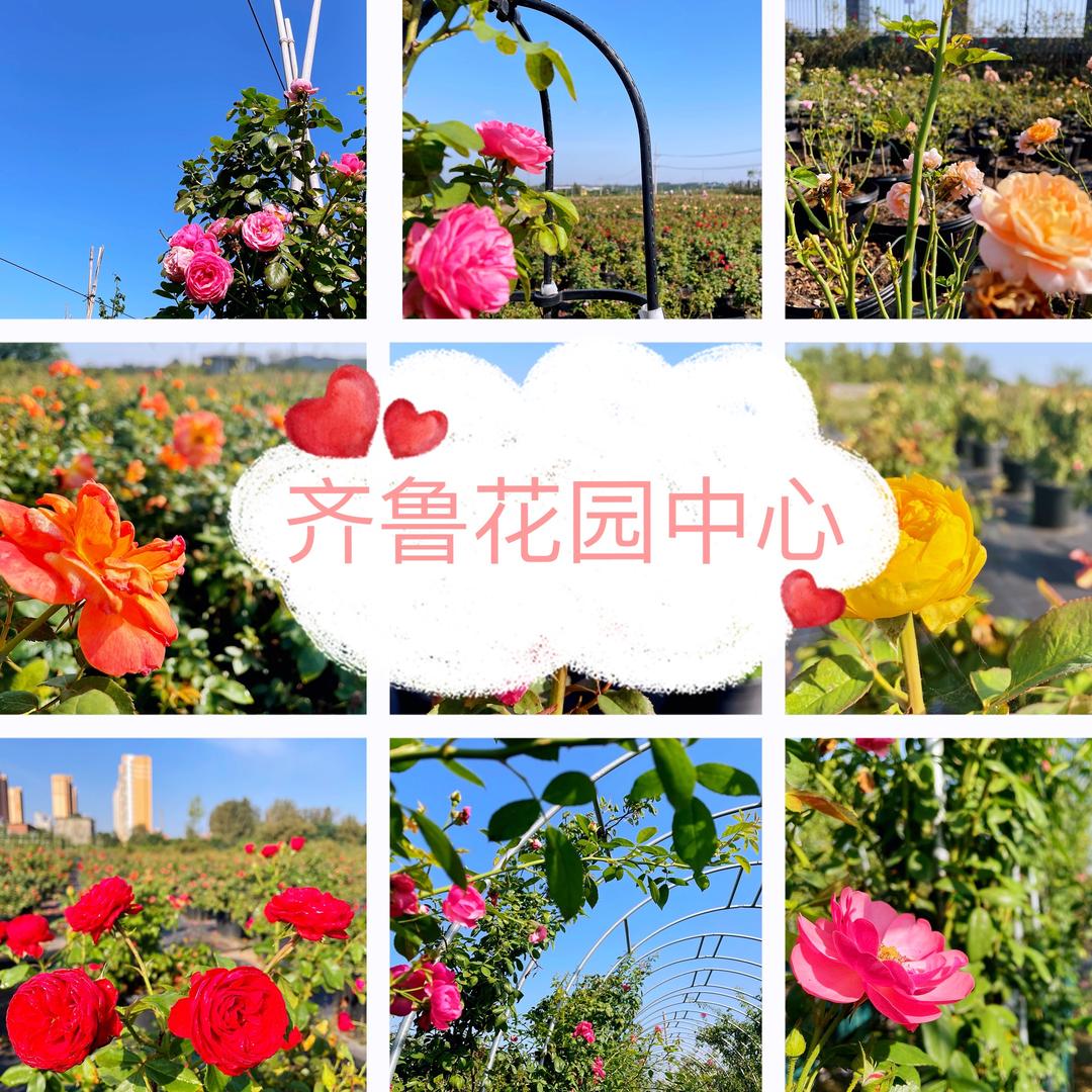 齐鲁花园中心