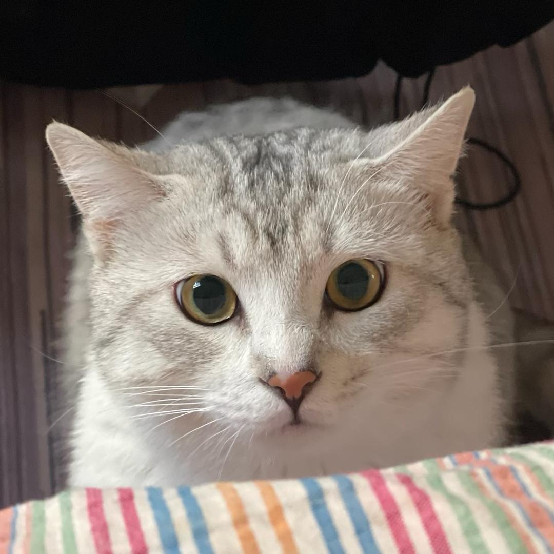 有点天赋头像
