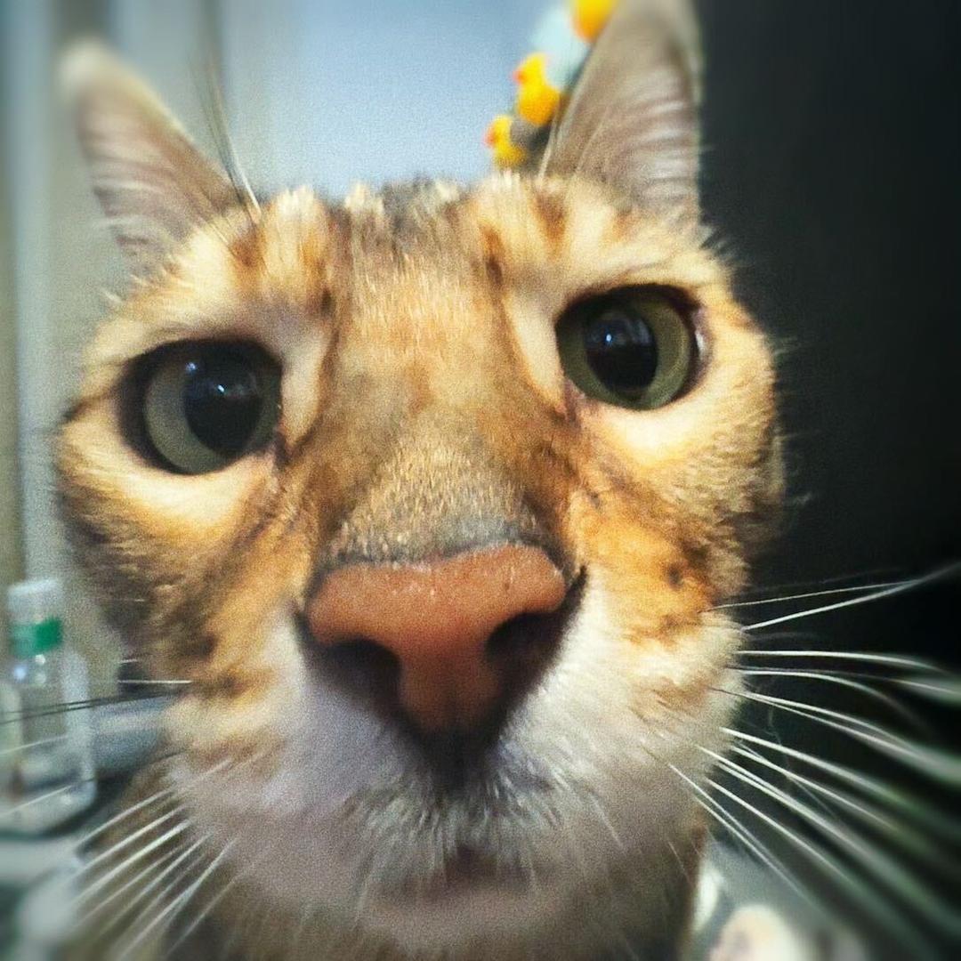 坊さん家的猫子
