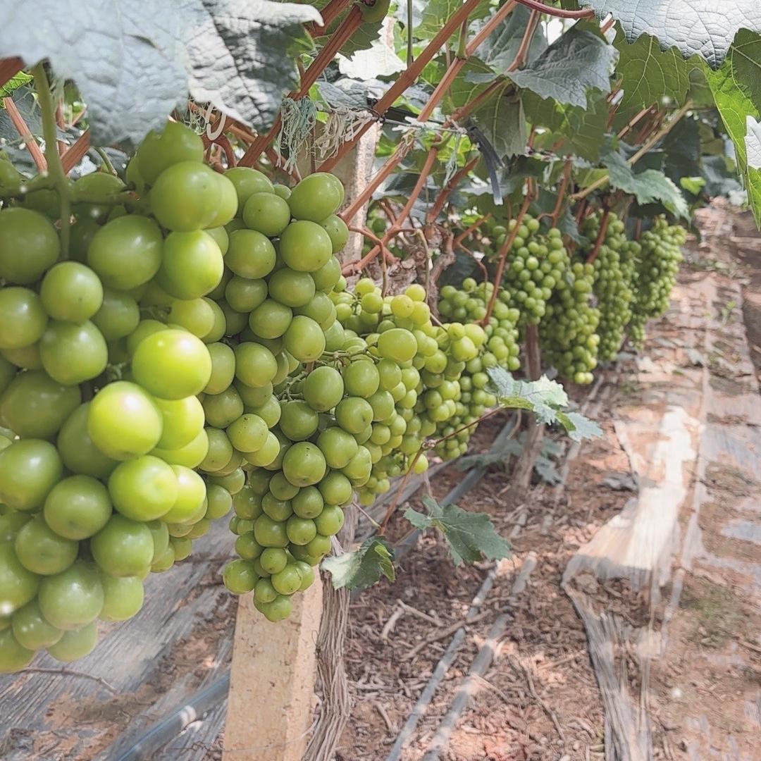 开心农产品小铺