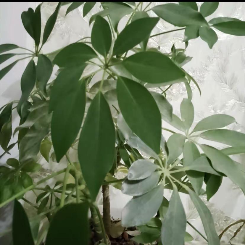 燕子好物分享