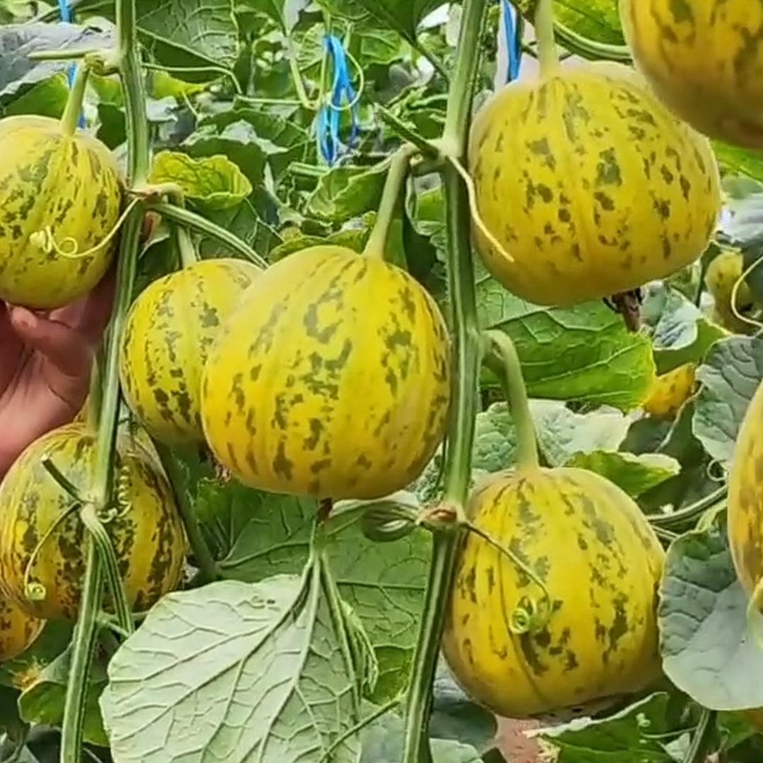 蔬菜种苗寇姐（寿光）