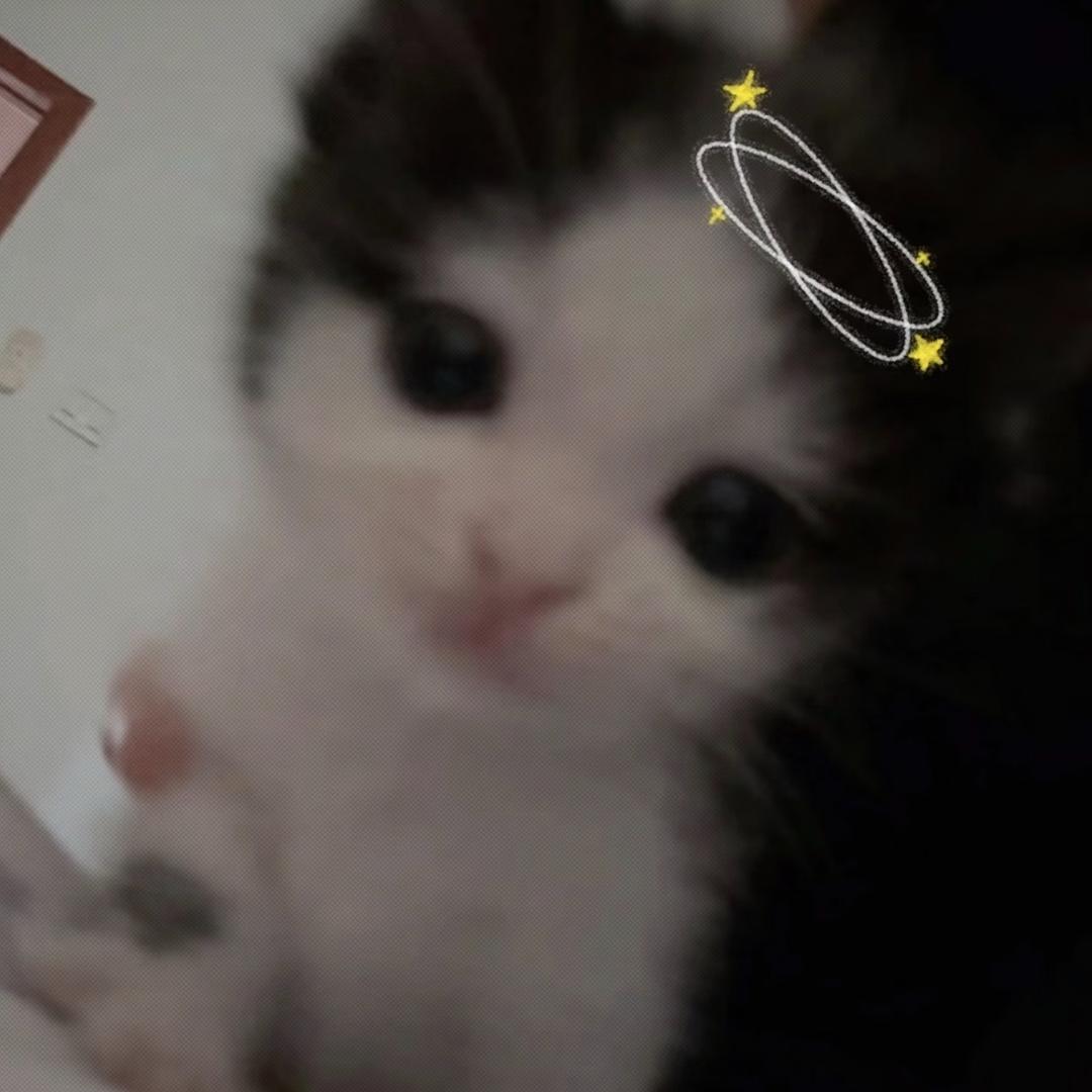 catsnow