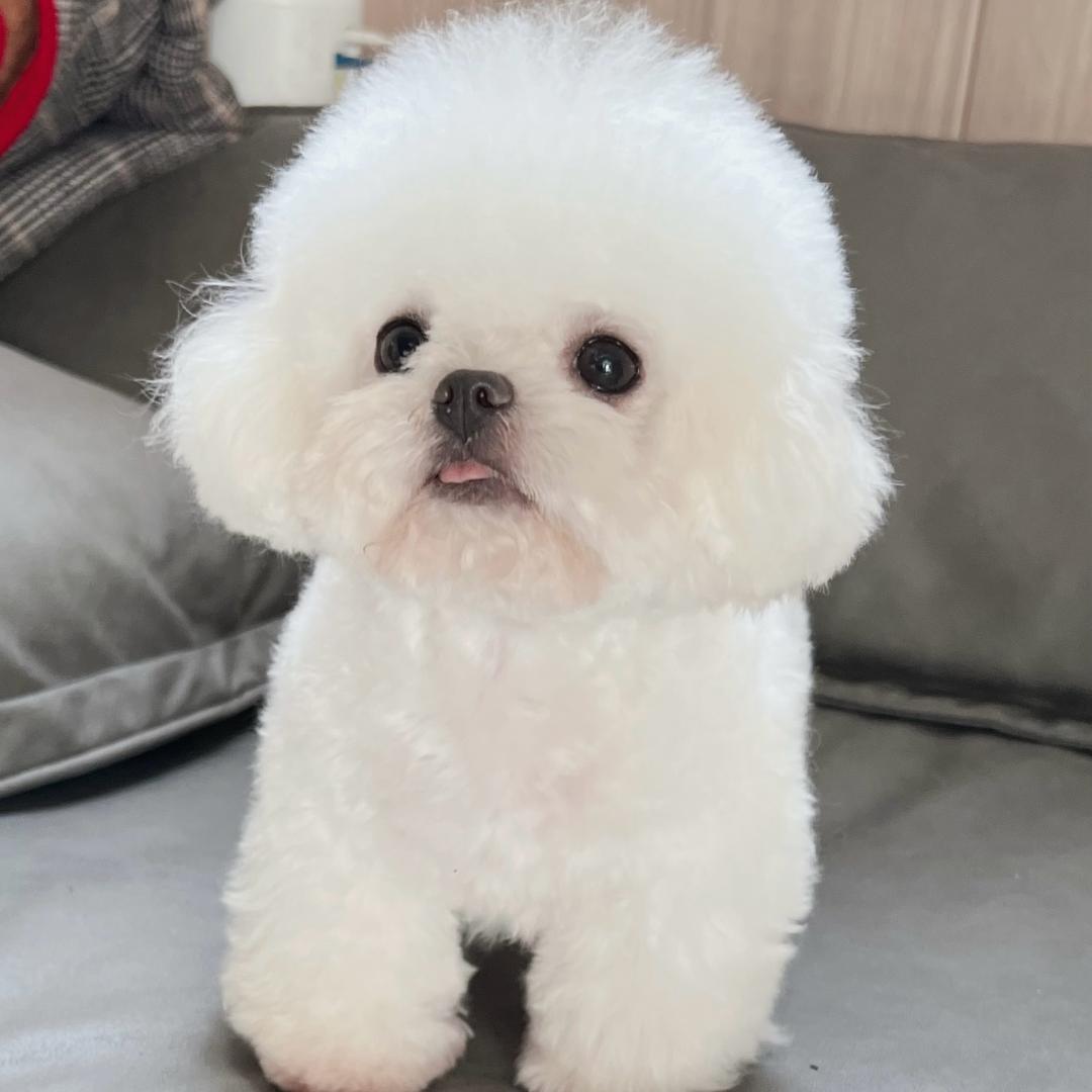 熳熳 精宠汇（韩系比熊）