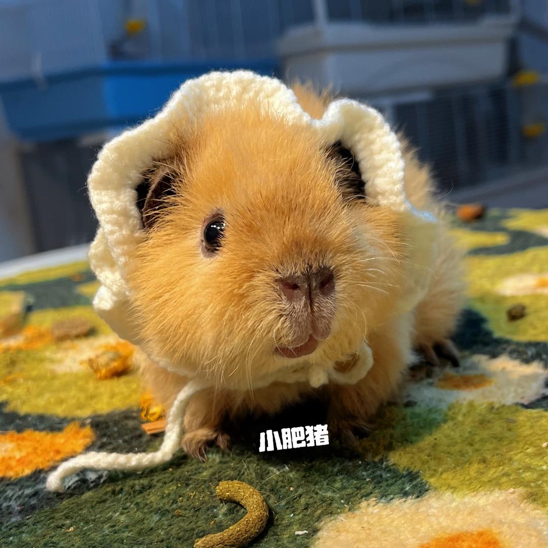 小肥猪来喽