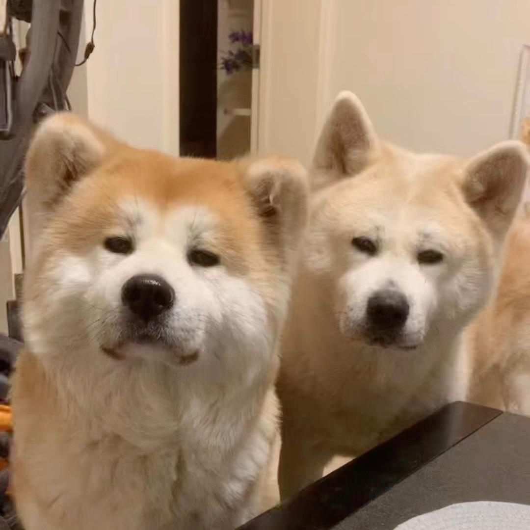 米饭拌酸奶🍚🥛