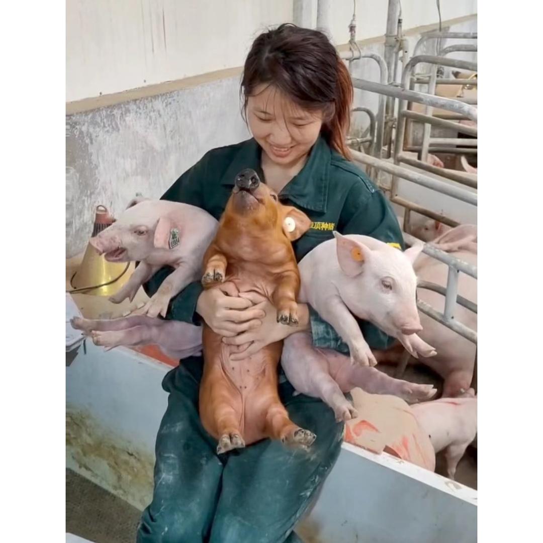 阿晨园林好帮手