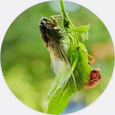 梁辣翰