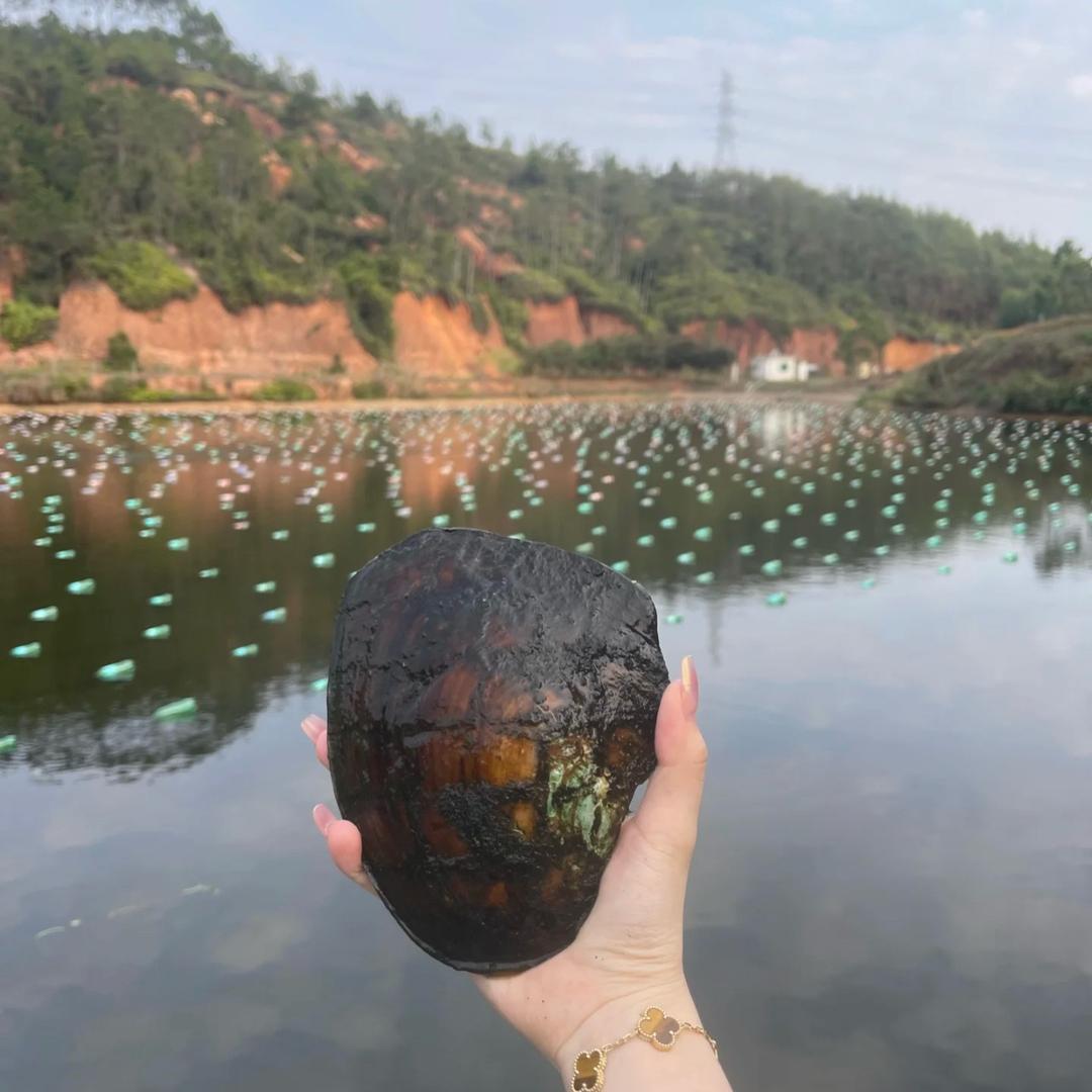 源头珍珠高端定制1号