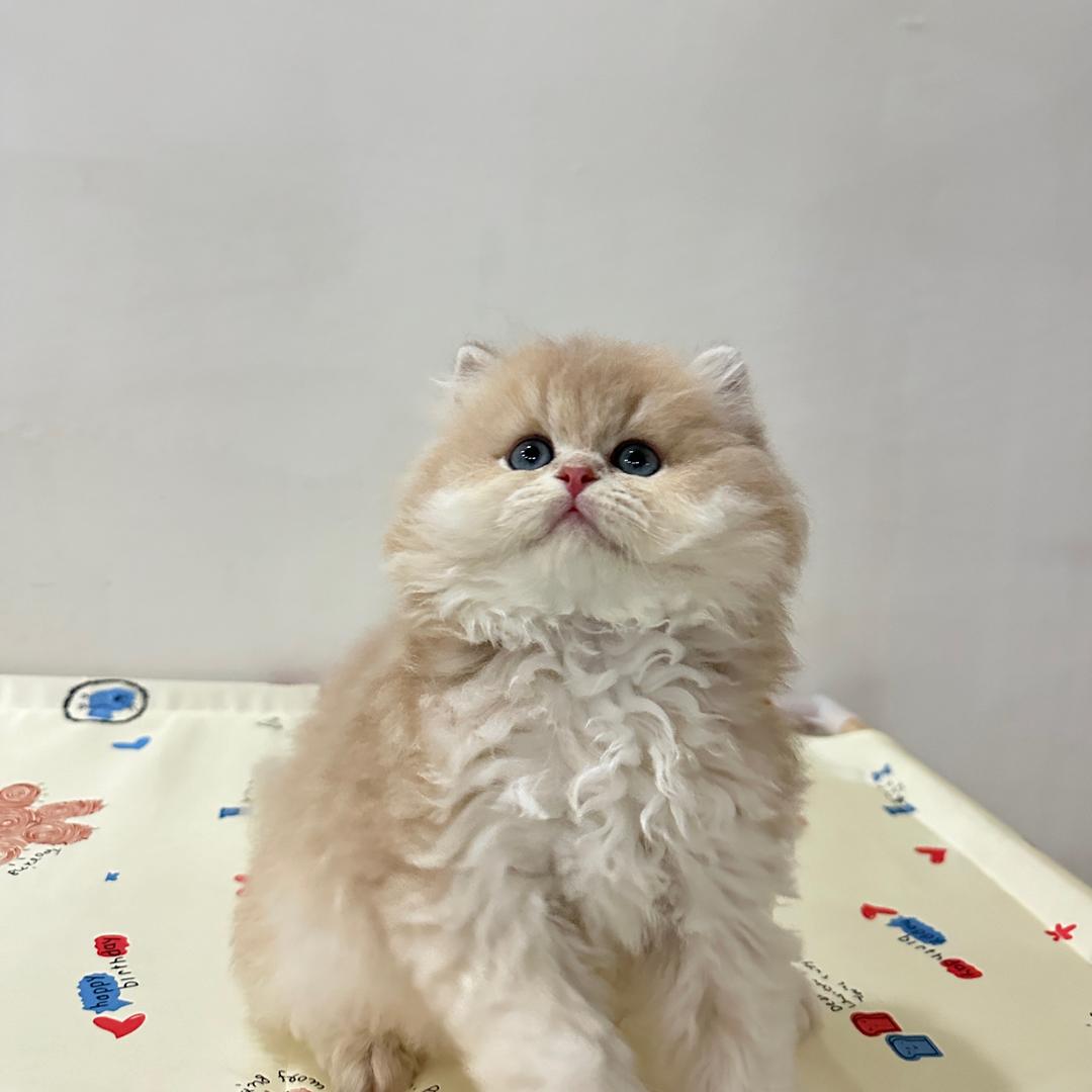 咪咪
